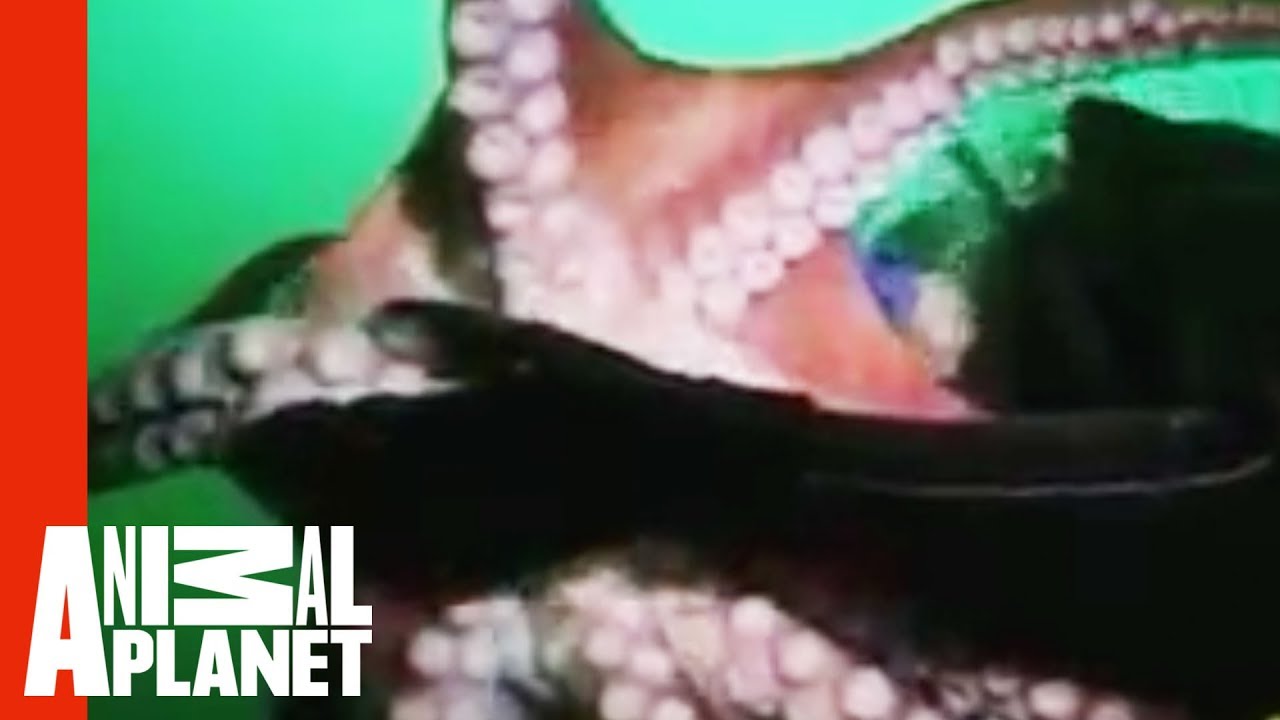 Octopus Sex Porn Animal - Giant Octopus Attacks Diver | Uncut Untamed