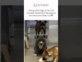 POV: Office Dynamics in One Frame 😳🐶