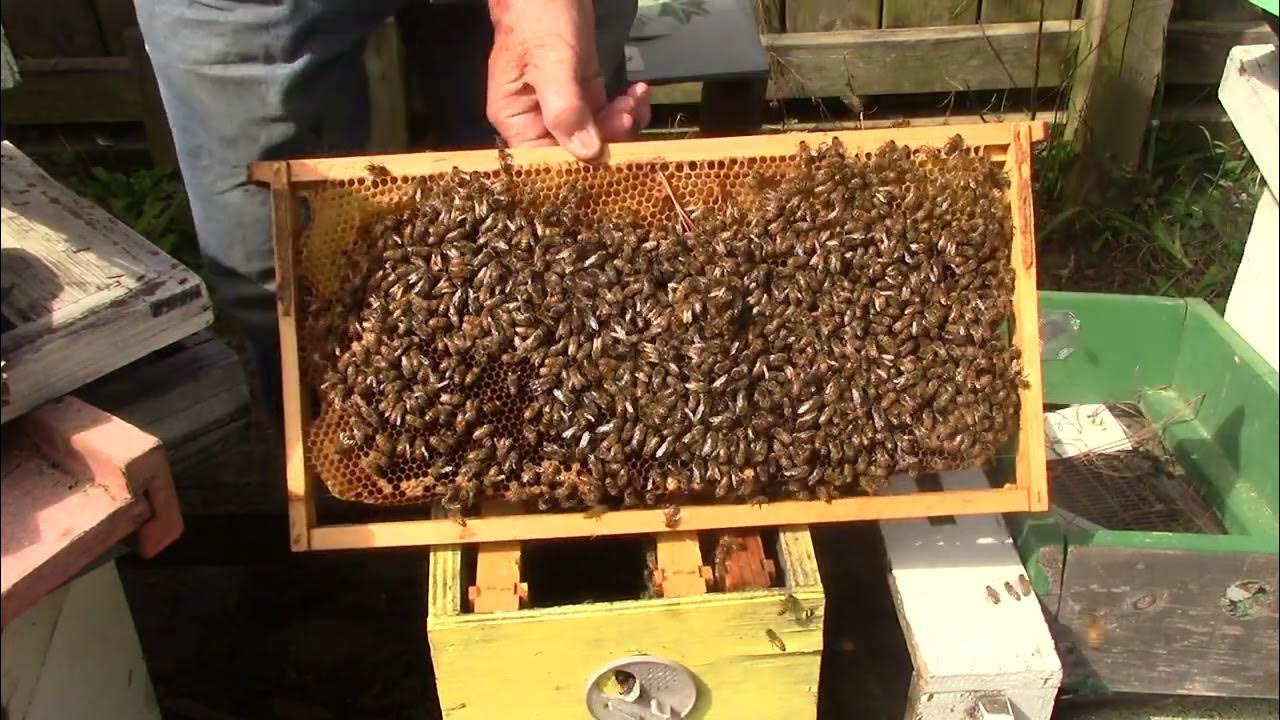 MVI 1272/ Has 4 capped queen cells, will hatch on the 12th..Talk about the size of a good queen