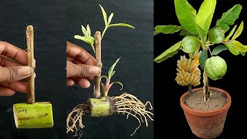 Unique Skill Grow Guava Tree, Growing Fast Use Banana Fruit | Propagation of Guava and Banana tree