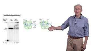 James Haber (Brandeis) 3: Mutations Arising during Repair of a Broken Chromosome