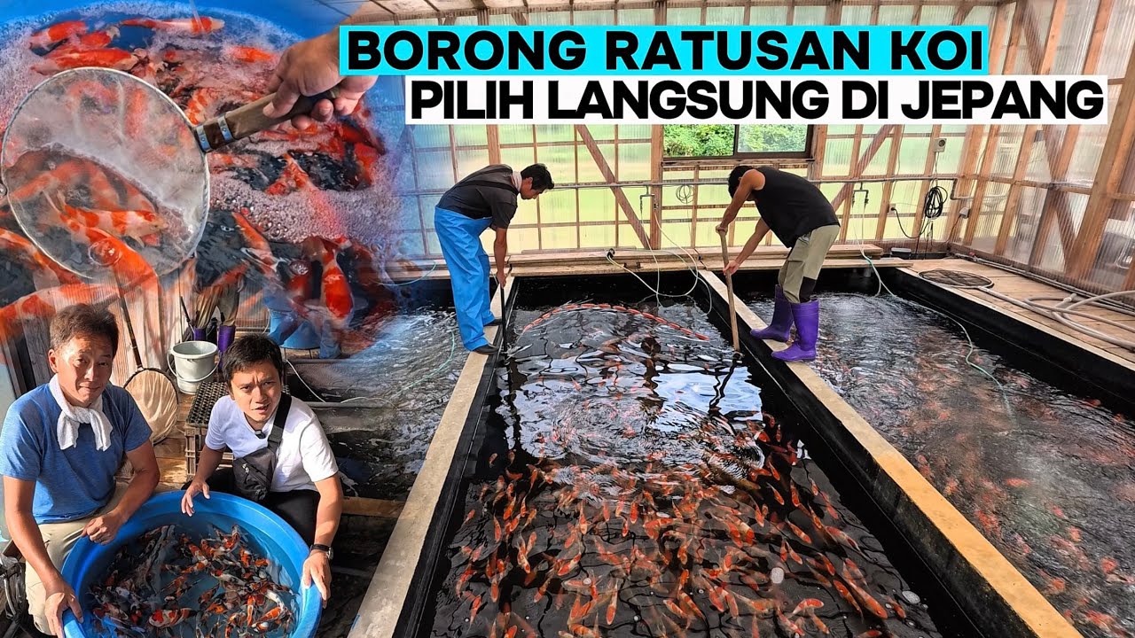 Приобретайте новых карпов кои на ферме Hoshikin Koi Farm в Японии.