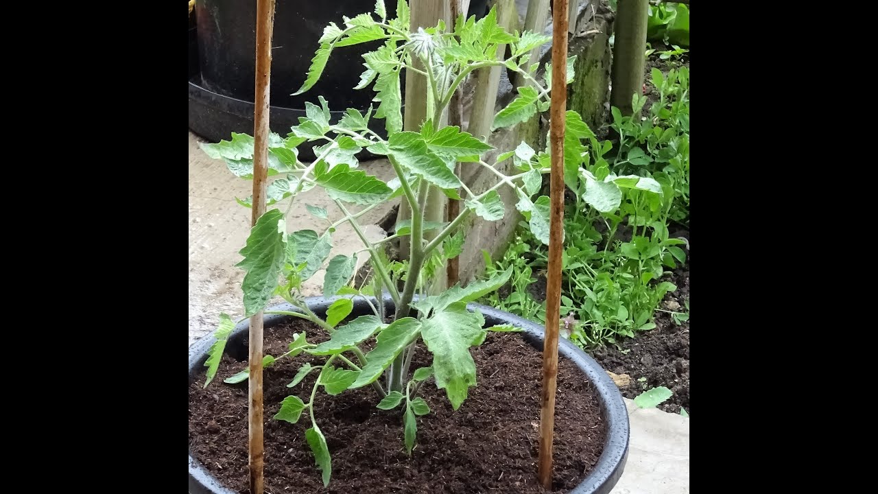 le13/05/2021: La culture de tomates en pots pour balcons et terrasses etc....