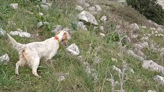 Setter Inglese Honda su coturnice da Radentis Caruso x Zoe delle Querce Merizie