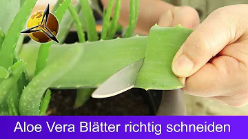 Wie lange dauert es bis ein Aloe vera Blatt nachwächst?