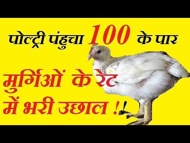 पोल्ट्री रेट में आज फिर भयंकर उछाल | boirler poultry rate goes high today | पोल्ट्री रेट में आज फिर भयंकर उछाल | boirler poultry rate goes high today |