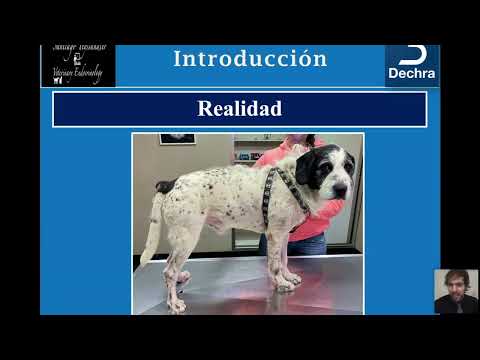 Video: ¿Podría mi perro estar sufriendo de la enfermedad de Cushing?