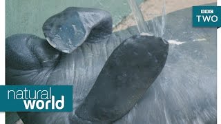 chokolade Rubin dommer Manatee pimple popping - Natural World 2017: Episode 2 Preview - BBC Two -  YouTube