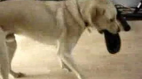 Floyd Goode service dog get my shoe