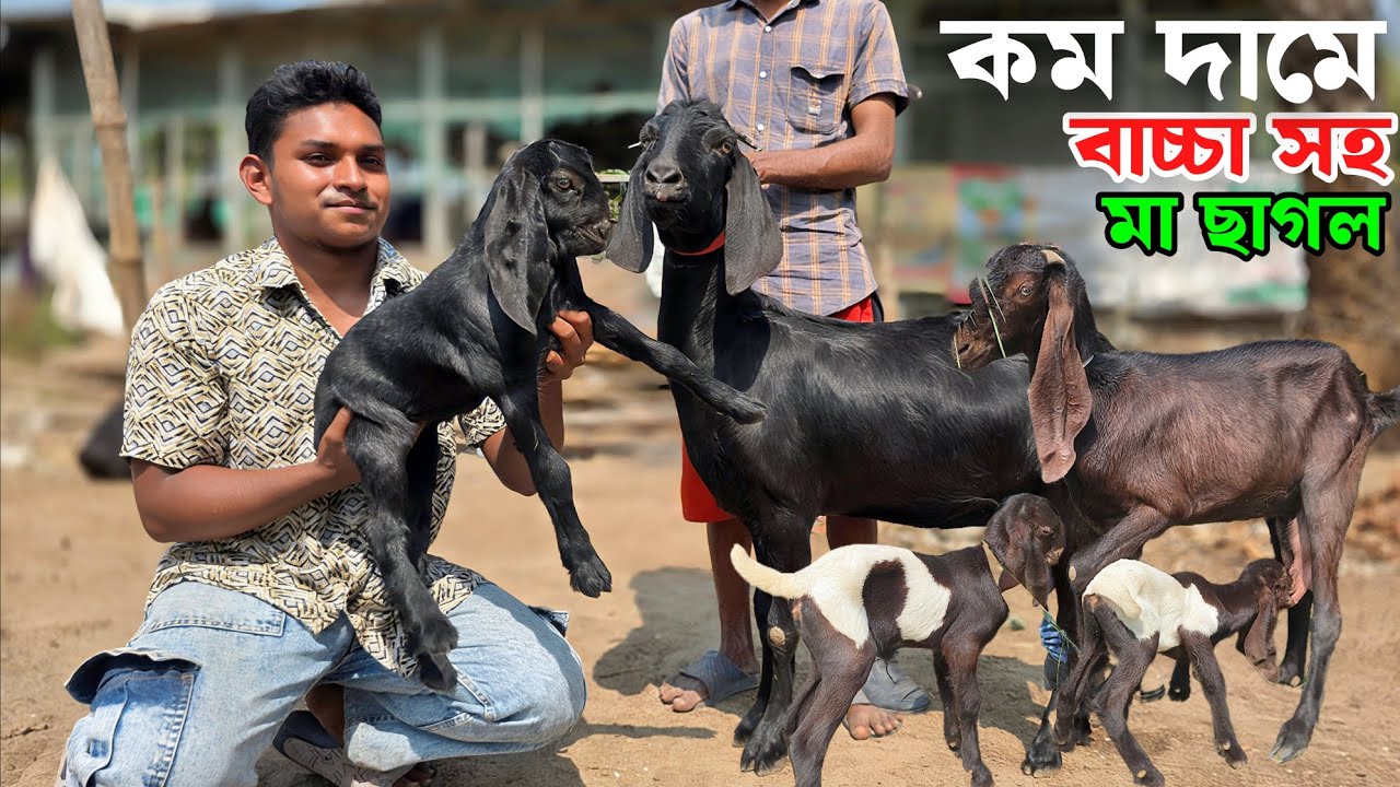 বাচ্চা সহ মা ছাগল ও উন্নত জাতের ছাগলের দাম জানুন Goat Farming 