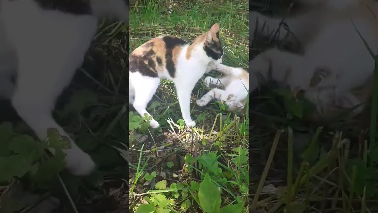 Котя... Мое первое видео с пробным монтажем... Не судите строго... Я только учусь😉