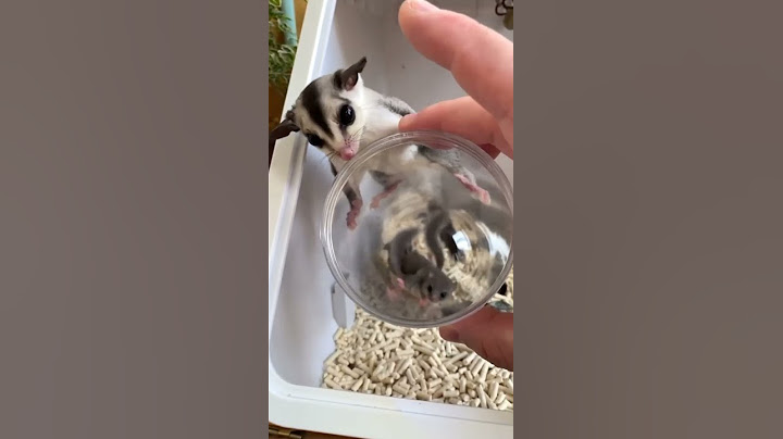 #Short #Mouse has not grown up in the last litter, and this litter has given birth again