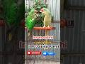 "इंसान से भी ज़्यादा समझदार 😲 Talking Parrot | Believe नहीं करोगे इसकी बातें! 🦜🔥"shorts #super