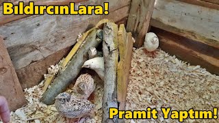 Bıldırcınlara Piramit Folluk-Çok Çabuk Büyüdülerğüleymanpaşa