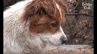 Dog Battles With Depression After Mom Passes Away | Kritter Klub