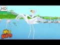 The Mystery of the Flamingos