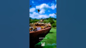 وأوحى ربك إلى النحل | القارئ خالد الجليل | سورة النحل | تلاوة خاشعة خالد الجليل 😌🤍