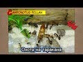 Охота на таракана ● Camponotus fellah
