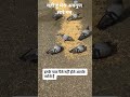 viral #funny video 📸 🦅🐥इनके पास पैसे नहीं होते हैं  आपके भरोसे होते हैं