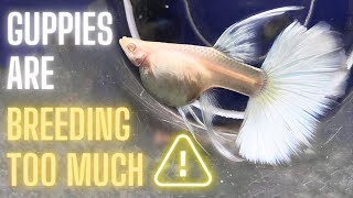 Guppy Fry Care - Guppies are Breeding Too Much – What Should You Do ? by Guppy Channel 4,936 views 1 year ago 10 minutes, 22 seconds