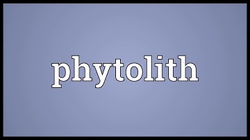Phytolith Meaning