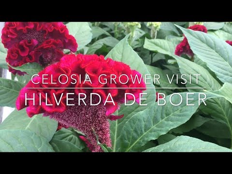 Video: Heliotroop (51 Foto's): Planten En Verzorgen In Het Open Veld, Boom, Peruaanse En Meerjarige Soorten, Groeiend Uit Zaden In Het Land