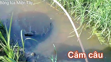 Cắm câu cá ở Miền Tây. Đúng là mê ! | Bông lúa Miền Tây