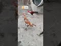 مقابلہ مرغے کی لڑائی Murgalovers Aseelmurga Youtube Bird Foryou مقابلہ مرغے کی لڑائی Murgalovers Aseelmurga Youtube Bird Foryou