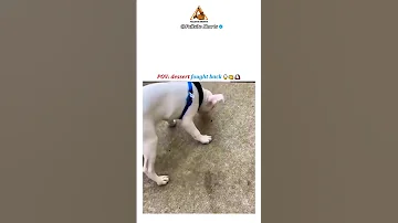 Funniest Animals Of All Time Cute Moments Funnyanimals Trynottolaugh Comedy Funny Memes 