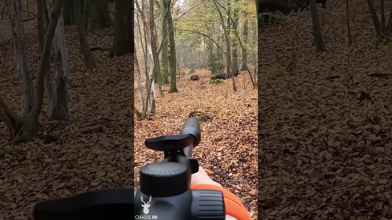 TIR DANS UNE COMPAGNIE DE 12 SANGLIERS !  