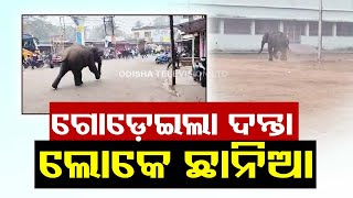 Wild elephant enters MKC High School premises in Baripada, here's what range officer says