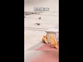 就怕猪一样的队友#动物的迷惑行为 #搞笑配音#上热门
