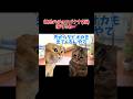 【猫ミーム】彼氏のチョコバナナ借りるね！ww #shorts #猫ミーム #あるある