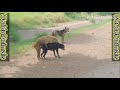 Indian buffalo mating