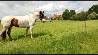 26. maj 2024 Lille Næstved - Fælleseje Skov, Vandring langs Evegrøft