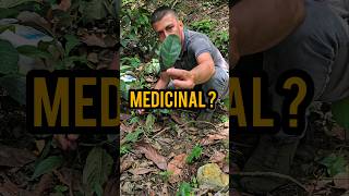 El Anamú Una Planta Con Poderes Medicinales #plantas