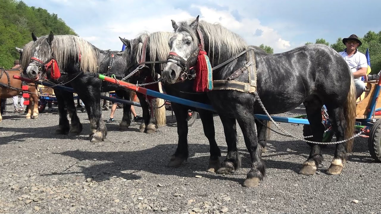 Parada cailor de la Gilau, Cluj 24 mai 2024 Nou!!!