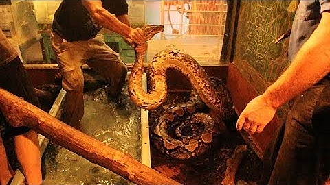 HUGE Reticulated Python Needs Medical ATTENTION! (Dramatic!)