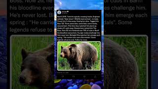 Download Lagu The Grizzly Who Commands Respect 🐻✨ #IncredibleNature #PredatorStory #YouTubeShorts MP3