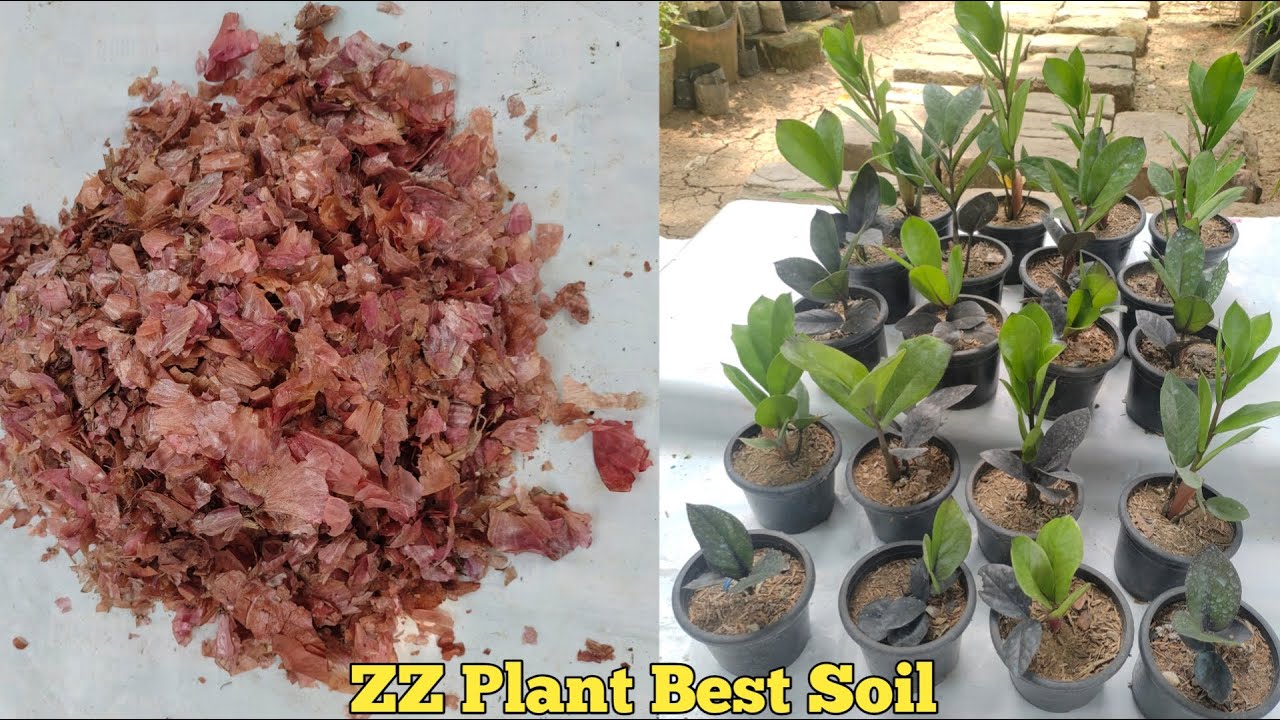 Best organic soil+2 Fertilizer for Z Z Plant ZZ plant home care