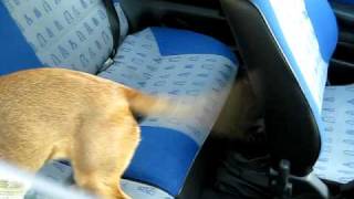 Honey in my car
