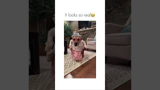 Old Lady Dog Costume #halloween #dog #doglover #dogshorts #animals #youtube #youtubeshorts Old Lady Dog Costume #halloween #dog #doglover #dogshorts #animals #youtube #youtubeshorts