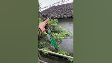 Kuri lưỡi dài 25cm cán 14cm dày lưng 5,2li, dao đi rừng hoặc treo chơi zalo 0346079395 #daophucsen