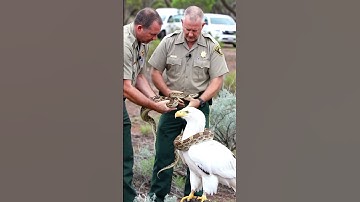 Wildlife officials rescue eagle trapped by giant python