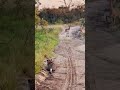 The tiger had to get there for hunting!बाघ को शिकार के लिए वहाँ जाना था! 🐅#africa #shorts 🦌🐅