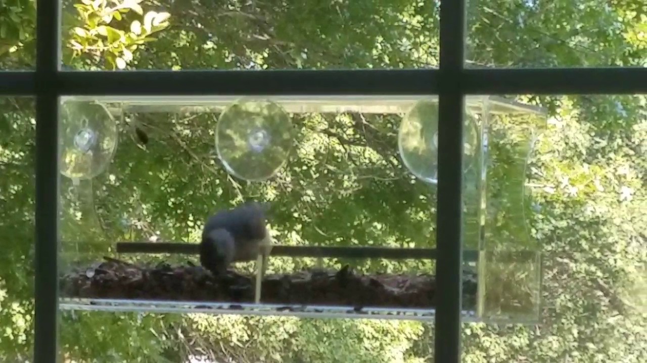 Top 10 Bird Feeders Of 2019 Video Review
