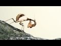 Mantis Devours Cricket Alive!