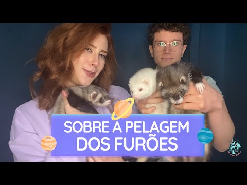 Vídeo: Baço Alargado Em Furões