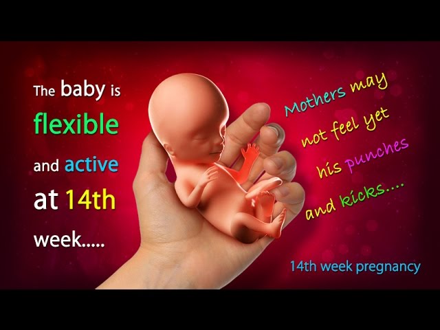 14 Weeks Pregnant How Big Is Your Baby This Week Youtube