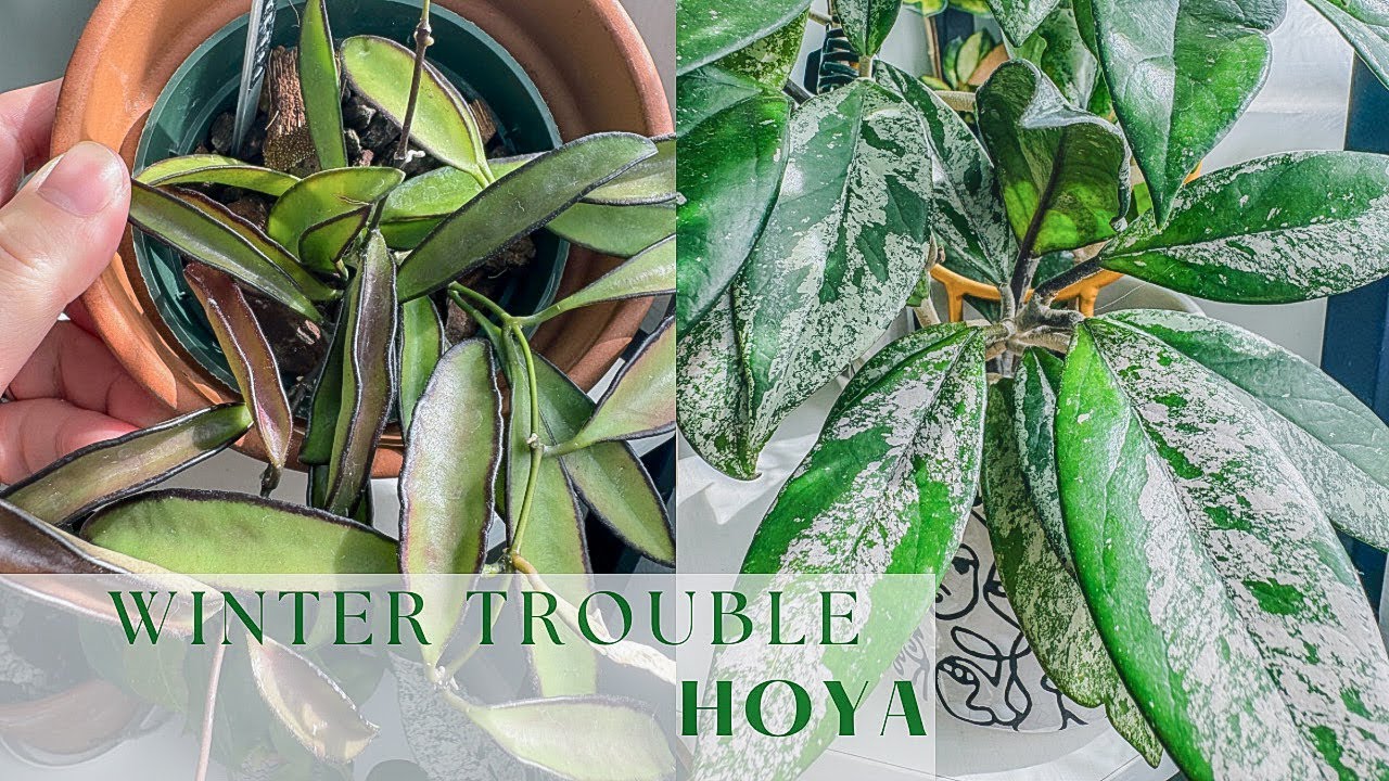 Difficulty Hoya To Survive Winter/ Hoya Care/Hoya Vlog